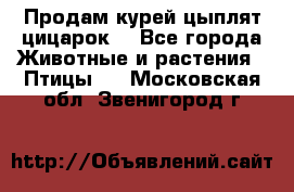 Продам курей цыплят,цицарок. - Все города Животные и растения » Птицы   . Московская обл.,Звенигород г.